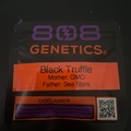 Sell: Black Truffle By 808 Genetics