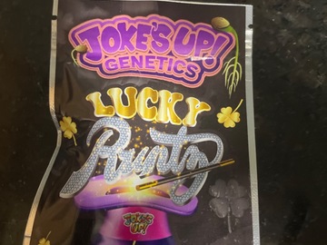 Venta: Lucky Runtz By Jokes Up Genetics