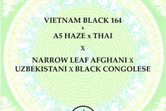 Vente: Vietnam Black x A5 Haze/Thai x NLD Afghani x Uzbeki x Congolese