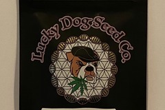 Sell: Lucky Dog Seeds - Trop Dog