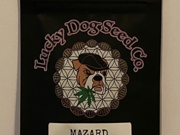 Venta: Lucky Dog Seeds - Mazard