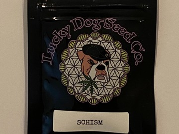 Vente: Lucky Dog Seeds - Schism