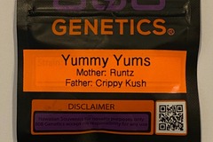 Sell: 808 Genetics - Yummy Yums