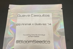 Vente: Guava casquitos By bloom seed co