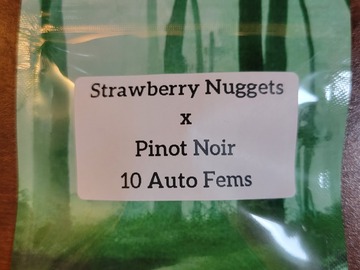 Vente: Strawberry nuggets x pinot noir - 10 auto fems
