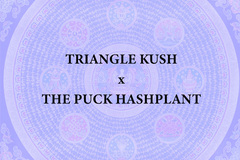 Venta: Triangle Kush x THE PUCK BC3