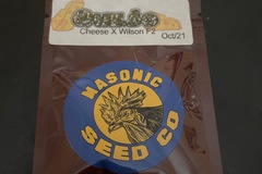 Venta: Queso By Masonic Seeds
