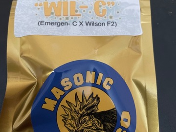Vente: Wil-C By Masonic Seeds
