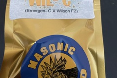 Vente: Wil-C By Masonic Seeds