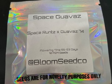 Sell: Space Guavaz By Bloom Seed Co