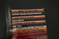 Sell: Bad ‘N Boujee by solfire gardens