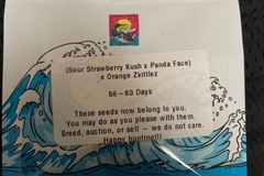 Vente: Sour strawberry kush panda face x orange zkittles by surfr seeds