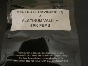 Vente: Melted Strawberries (bloom cut ) x platinum valley by TSC