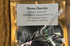 Vente: Divine cherries- Strait A Genetics
