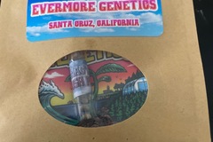 Venta: IG MAC DAWG GUSH POPZ by Evermore Genetics