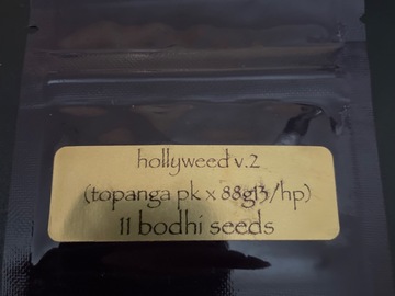 Vente: Holly V.2 by Bodhi Seeds