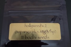 Vente: Holly V.2 by Bodhi Seeds
