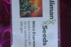 Vente: Kaliman Seeds, "Nitro Express". 10 x Regular Seeds.