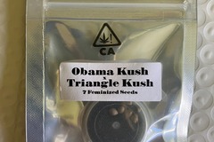 Sell: Obama Kush x Triangle Kush from CSI Humboldt