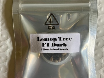 Vente: Lemon Tree x F1 Durb from CSI Humboldt