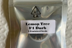 Venta: Lemon Tree x F1 Durb from CSI Humboldt