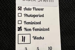 Vente: Wicked Pissah Seeds Black Sheriff 5 pack Auto Regular