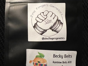 Sell: Zinc Fingers Genetics Becky Belts 5 pack