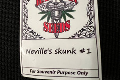 Sell: Hazeman Seeds Neville's Skunk #1 12 pack