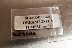 Vente: SALE! Sour Diesel x Dream Lotus - Doc D - Freebie + $0 Shipping