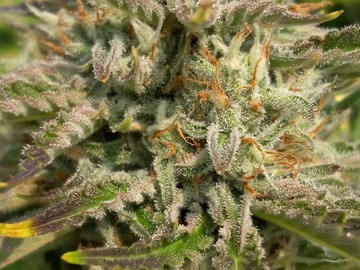 Venta: Auto Fem - Froot by the Foot x 4 Assed Monkey