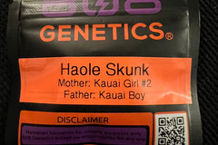 Sell: 808 Genetics Haole Skunk 12 pack