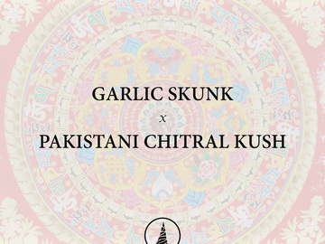 Vente: Garlic Skunk x Pakistani Chitral Kush - Golden Coast