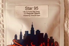 Sell: Topdawg Seeds - Star 95
