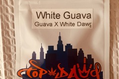 Venta: Topdawg Seeds - White Guava
