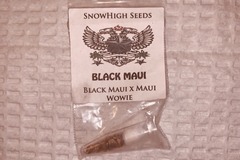 Sell: Snowhigh Seeds - Black Maui