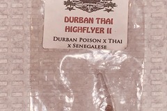Sell: Snowhigh Seeds - Durban Thai HighFlyer
