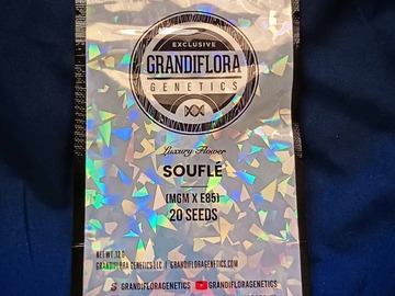 Venta: Soufle (E-85 x MGM) - Grandiflora Genetics