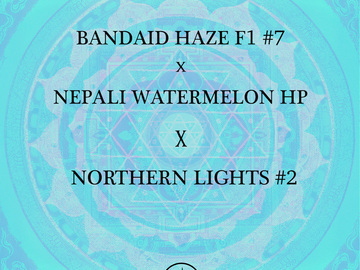 Sell: Bandaid Haze x Watermelon Hashplant x Northern Lights #2