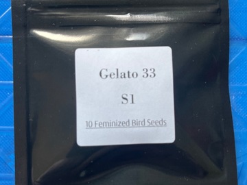 Sell: Seed Junky-Gelato 33