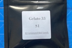 Sell: Seed Junky-Gelato 33