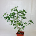 Sell: Hashplant 13 F4
