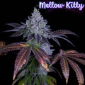 Vente: Mellow Kitty from Romulan