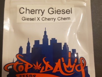 Venta: Top Dawg Cherry Giesel