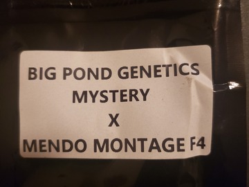 Venta: Big Pond Genetics (Mystery x Mendo Montage F4)