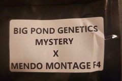 Vente: Big Pond Genetics (Mystery x Mendo Montage F4)