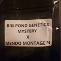 Venta: Big Pond Genetics (Mystery x Mendo Montage F4)