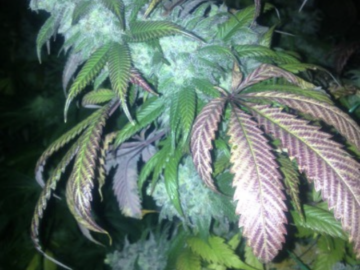 Venta: Pineapple Express seeds for sale