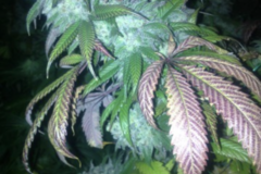Vente: Pineapple Express seeds for sale
