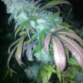 Vente: Pineapple Express seeds for sale