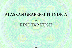 Venta: Alaskan Grapefruit  x Pine Tar Kush
